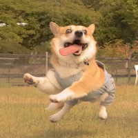 用户logo